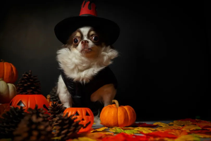 Hond verkleed voor Halloween